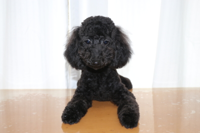 トイプードルブラック(黒)の子犬オス、生後7ヵ月画像