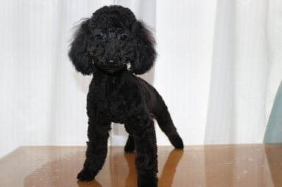 トイプードルブラック(黒)の子犬オス、生後7ヵ月画像