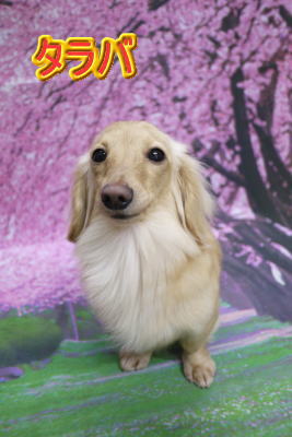 トイプードルブリーダーの成犬，トリミング画像