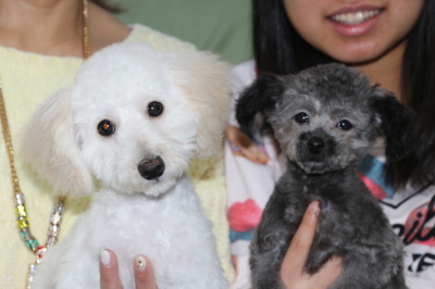 トイプードルホワイトの子犬オスとティーカッププードルシルバーの子犬オス、生後4ヵ月画像