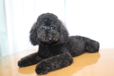 トイプードルブラック(黒)の子犬オス、生後7ヵ月半画像