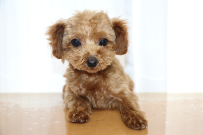 ティーカッププードルレッドの子犬メス、生後4ヵ月画像