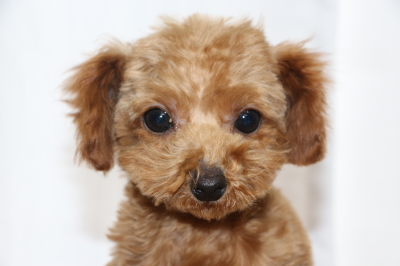 ティーカッププードルレッドの子犬メス、生後4ヵ月画像