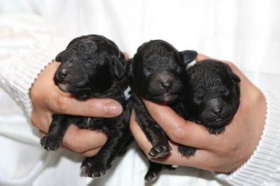 トイプードルシルバーの子犬オス2頭メス1頭、生後3日画像