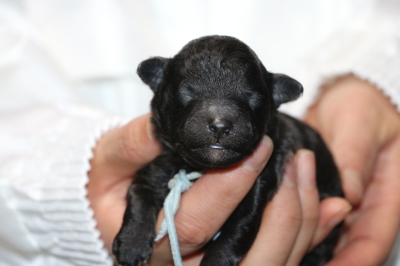 トイプードルシルバーの子犬オス、生後3日画像