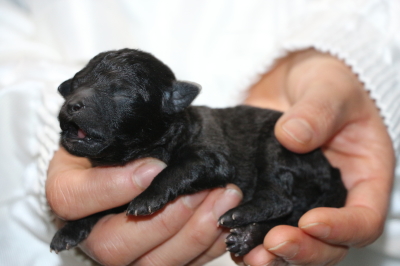 トイプードルシルバーの子犬オス、生後3日画像
