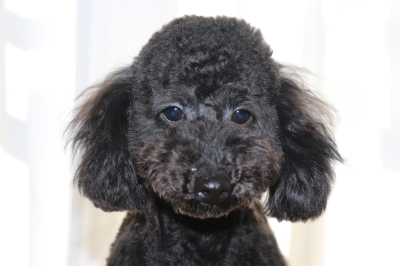 トイプードルブラックの子犬オス、生後8ヵ月画像