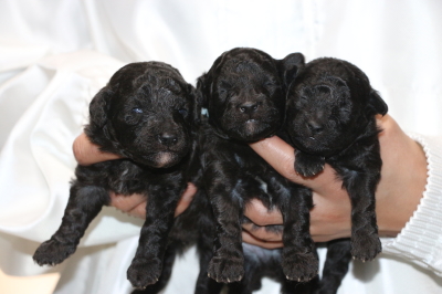 トイプードルシルバーの子犬オス2頭メス1頭、生後2週間画像