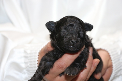 トイプードルシルバーの子犬メス、生後2週間画像