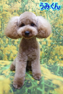 千葉県船橋市のトイプードルのトリミング画像