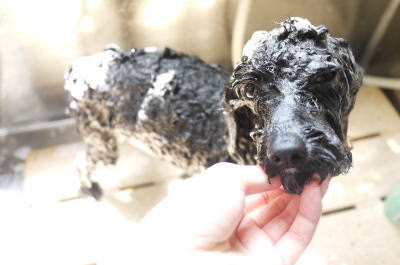 トイプードルブリーダーの成犬，シャンプー画像