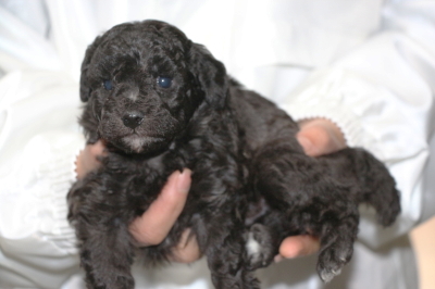 トイプードルシルバーの子犬オス、生後4週間画像