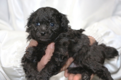 トイプードルシルバーの子犬メス、生後4週間画像
