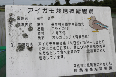 アイガモ(合鴨)農法放鳥式in千葉県長生村2018春画像