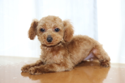 ティーカッププードルレッドの子犬メス、生後5ヵ月画像
