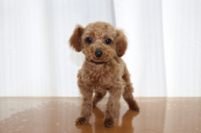 ティーカッププードルレッドの子犬メス、生後5ヵ月画像