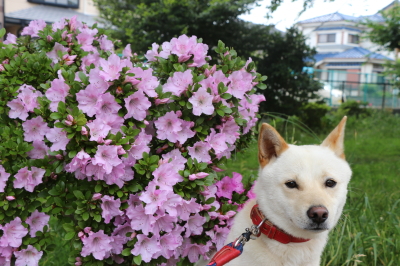 ペットホテルin千葉県雑種犬ルーク君from鎌ヶ谷市画像