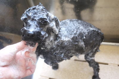 トイプードルブリーダーの成犬，シャンプー画像