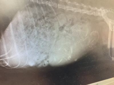 トイプードルブラック(黒)、妊娠犬のレントゲン写真