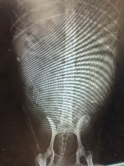 トイプードルブラック(黒)、妊娠犬のレントゲン写真