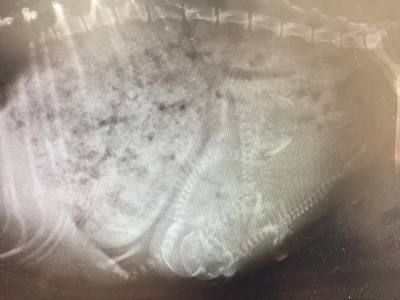 トイプードルホワイト(白)、妊娠犬のレントゲン写真