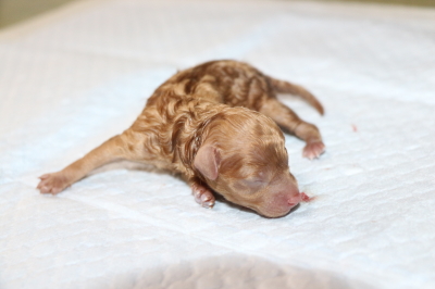 トイプードルレッド子犬メス、産まれたばかり画像