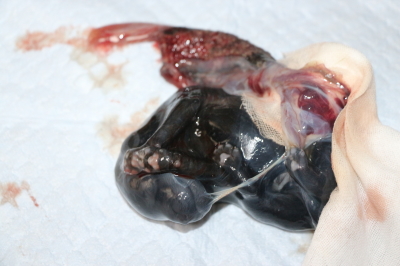 トイプードルブラック(黒)の子犬オス、産まれたばかり画像