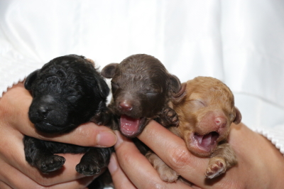 トイプードルの子犬、ブラックオスブラウンオスレッドメス、生後3日画像