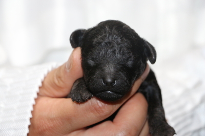 トイプードルブラック(黒)の子犬オス、生後3日画像