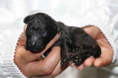 トイプードルブラック(黒)の子犬オス、生後3日画像