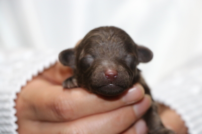 トイプードルブラウン(黒)の子犬オス、生後3日画像