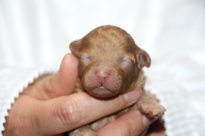 トイプードルレッドの子犬メス、生後3日画像