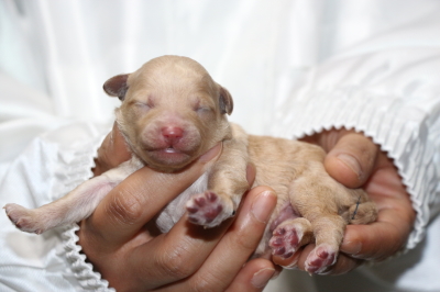 トイプードルクリーム(ホワイト)の子犬オス、生後3日画像