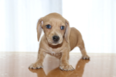 ミニチュアダックススムースクリーム(イエロー)の子犬メス、生後6週間画像