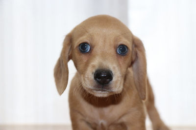 ミニチュアダックススムースクリーム(イエロー)の子犬メス、生後6週間画像