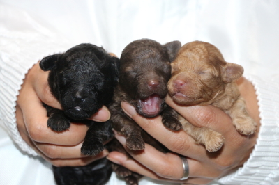 トイプードルの子犬、ブラックオスブラウンオスレッドメス、生後1週間画像