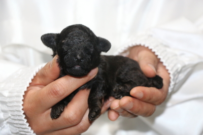 トイプードルシルバーの子犬オス、生後1週間画像