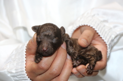 トイプードルブラウンの子犬オス、生後1週間画像
