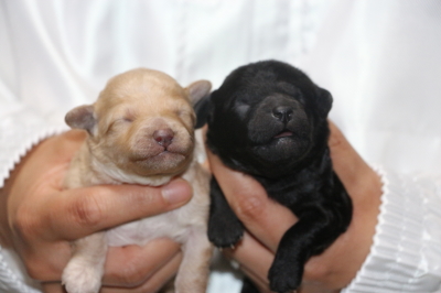 トイプードルクリーム(ホワイト)オスシルバーメスの子犬、生後1週間画像
