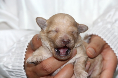 トイプードルクリーム(ホワイト)の子犬オス、生後1週間画像