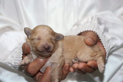 トイプードルクリーム(ホワイト)の子犬オス、生後1週間画像