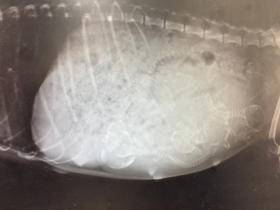 トイプードルブラック(黒)妊娠犬のレントゲン写真
