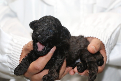 トイプードルブラック(黒)の子犬オス、生後2週間画像