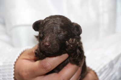 トイプードルブランの子犬オス、生後2週間画像
