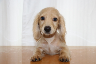 ミニチュアダックスクリーム(イエロー)の子犬メス、生後3ヵ月画像