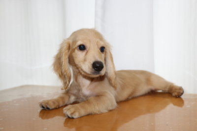 ミニチュアダックスクリーム(イエロー)の子犬メス、生後3ヵ月画像
