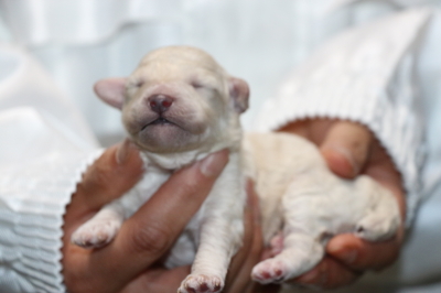 トイプードルホワイト(白)オスの子犬、生後1週間画像