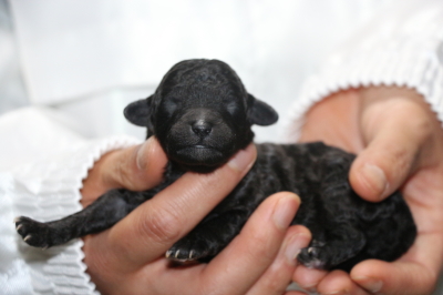トイプードルシルバーメスの子犬、生後1週間画像