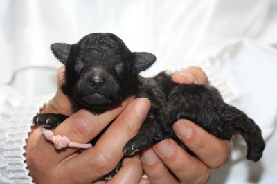 トイプードルシルバーメスの子犬、生後1週間画像