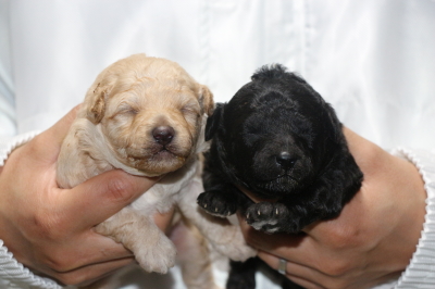 トイプードルクリーム(ホワイト)オスシルバーメスの子犬、生後2週間画像